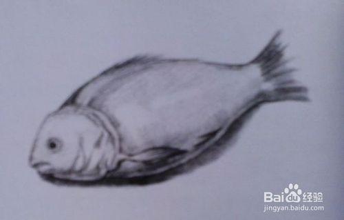 素描初學者該如何訓練物體的重點：魚