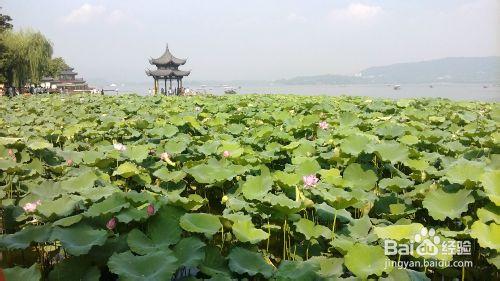 杭州旅遊一天遊