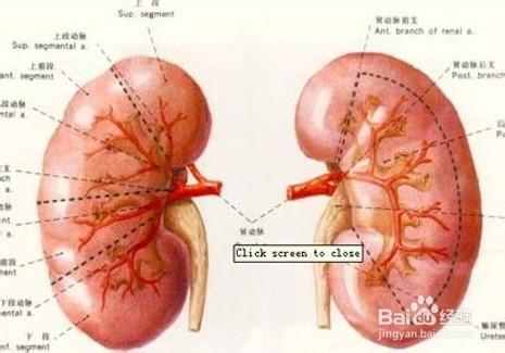 急性腎炎常用哪些典型表現？