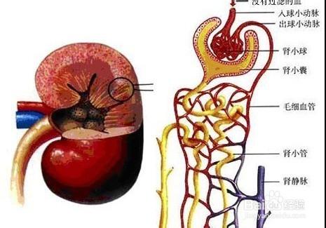 急性腎炎常用哪些典型表現？