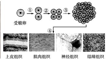 如何向孩子解釋“我是從哪裡來的？”