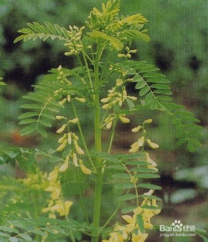 野生黃芪與人工種植黃芪的區別。