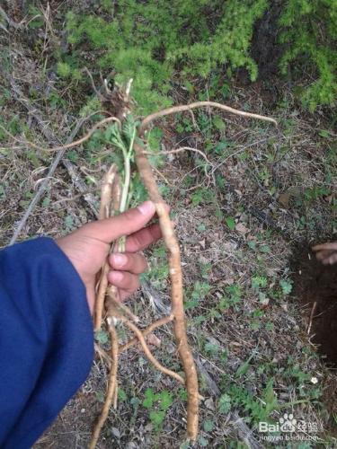 野生黃芪與人工種植黃芪的區別。