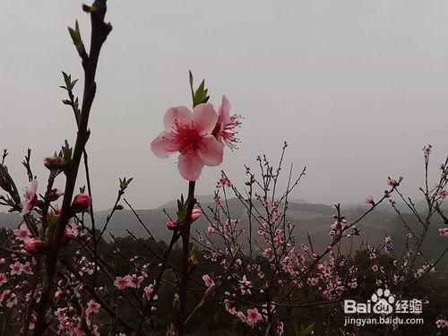 夢見掉牙是怎麼回事