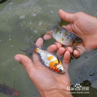 可以常溫養的觀賞魚