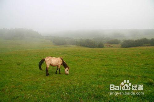 仙女山、芙蓉洞二日遊