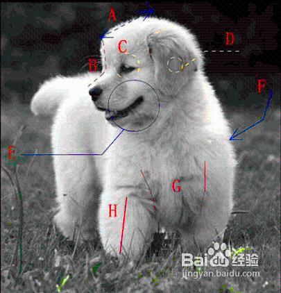 怎樣挑選金毛犬