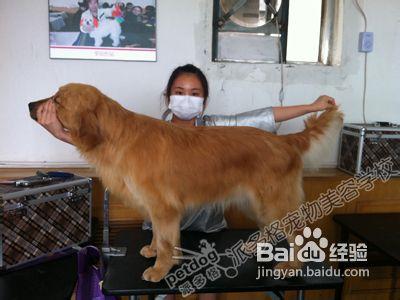 金毛犬美容_金毛美容圖片