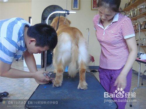 金毛犬日常美容的十個步驟