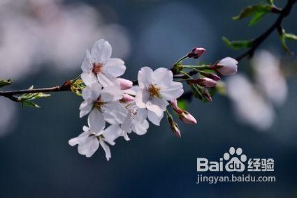 雲南四大賞花地旅遊攻略