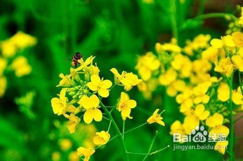 雲南四大賞花地旅遊攻略