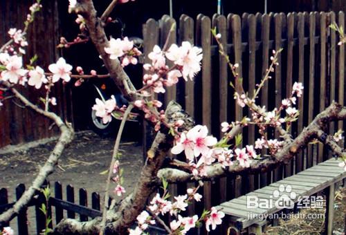 清明旅遊好去處