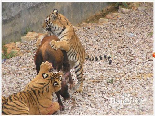 武漢九峰森林動物園遊玩項目【一】