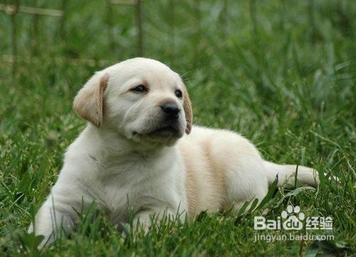 拉布拉多犬怎麼養