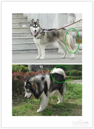 哈士奇犬與阿拉斯加犬的對比和區分？
