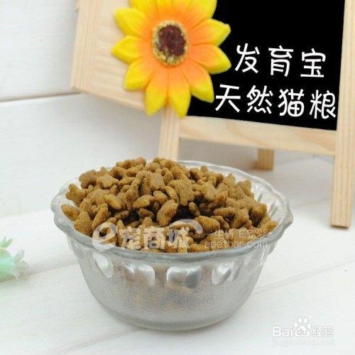 養貓需要注意的問題