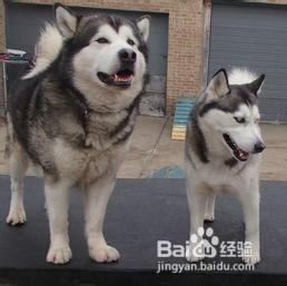 如何區分阿拉斯加雪橇犬和哈士奇