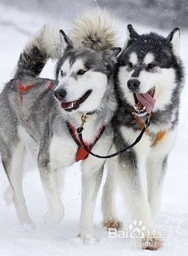 如何區分阿拉斯加雪橇犬和哈士奇