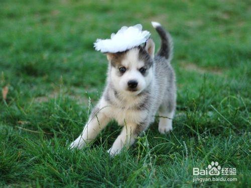 阿拉斯加雪橇犬和哈士奇怎麼區別