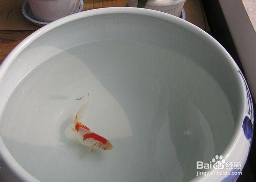 怎麼養魚不會死