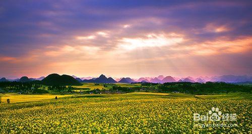 雲南羅平油菜花什麼時候開