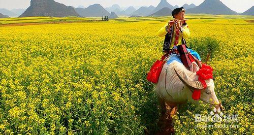 雲南羅平油菜花什麼時候開