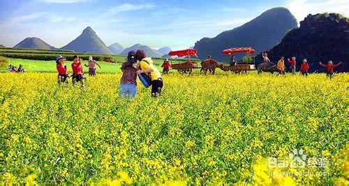 雲南羅平油菜花什麼時候開