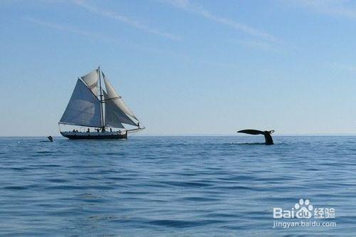 鯨躍加拿大，溫哥華/魁北克的賞鯨之旅