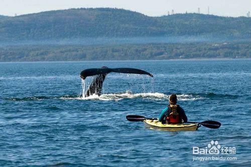 鯨躍加拿大，溫哥華/魁北克的賞鯨之旅