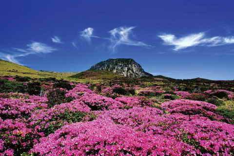 【最美的風景】春季韓國濟州島旅遊攻略
