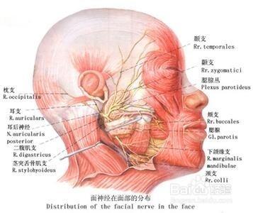 三叉神經痛：[2]陽明熱盛型的針刺療法