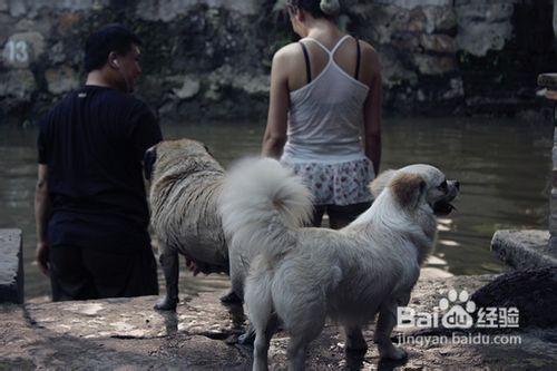 馴狗前主人的十點心理準備