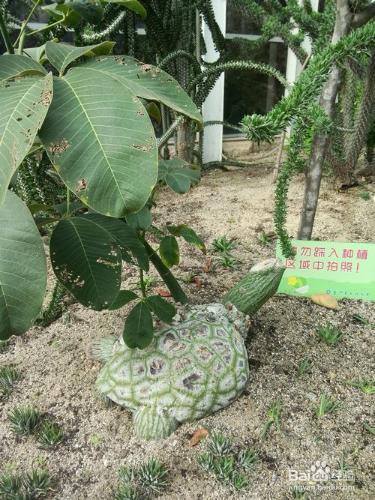 廈門沙生植物區旅遊攻略