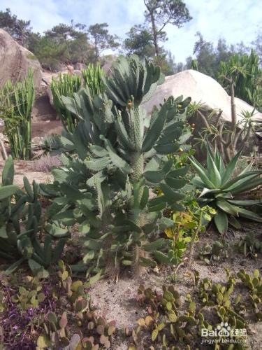 廈門沙生植物區旅遊攻略