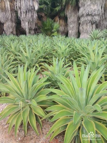 廈門沙生植物區旅遊攻略