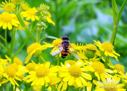 春季吃蜂蜜遠勝頂級補品