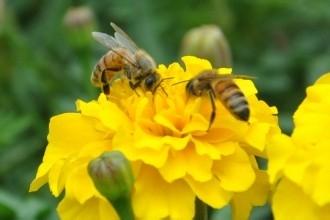 蜜蜂的八種吃法