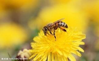 蜜蜂的八種吃法