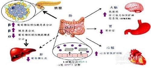 糖尿病人降糖藥物的調整與聯用