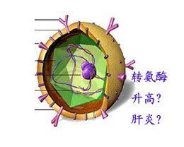 轉氨酶高有哪些原因