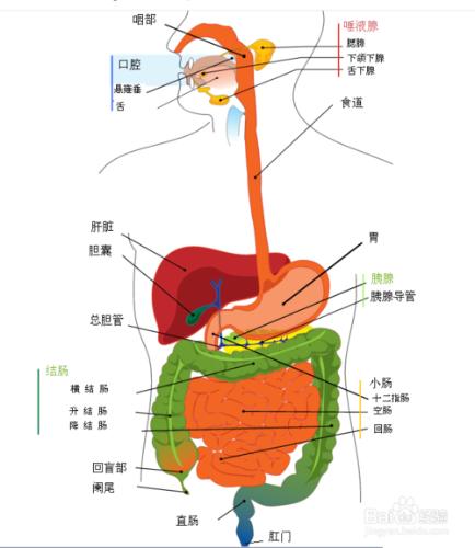 吞下的口香糖會黏在腸子上嗎？