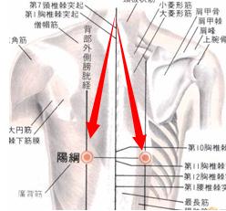 陽綱穴位位置圖和作用