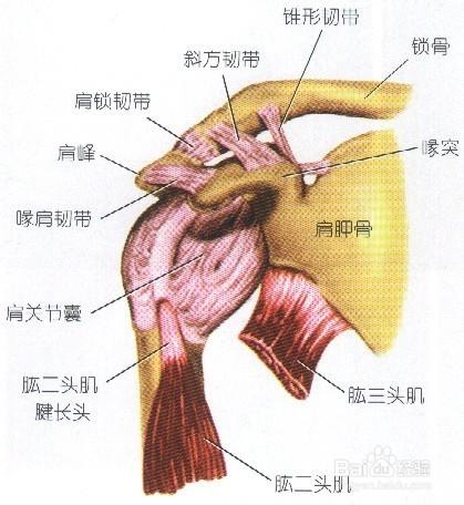 肩周炎是怎麼引起的