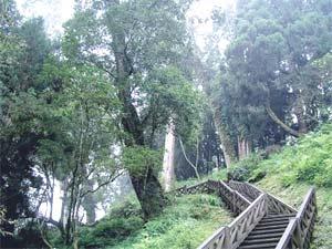 臺灣旅遊阿里山遊玩十大推薦景點