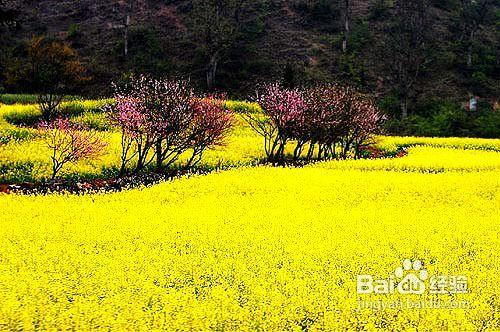 三月踏青春遊好去處—旅程天下