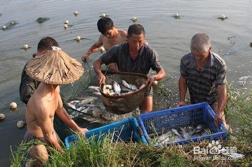 如何捕魚的幾種神奇絕密方法野釣野捕魚撈魚遊玩