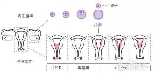 大姨媽怎樣才算正常呢？