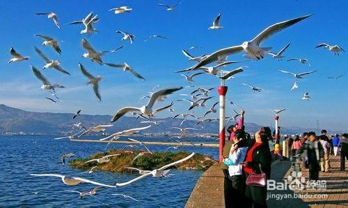 雲南大理旅遊洱海住宿客棧推薦