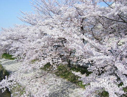 日本跟團旅遊攻略