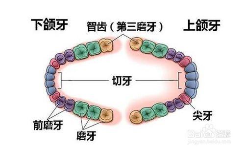 一定要拔智齒的6大重要性